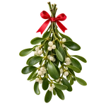 Mistletoe