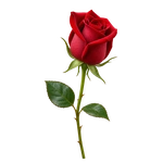 Single Rose