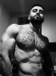 Darlex Stud