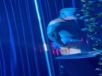 Acompáñame Una Noche Como Gogo Dancer.